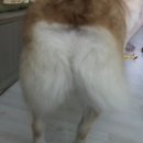 퍼피봉봉 이미지