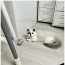 베베펫 천안 강아지분양 고양이분양 | 천안강아지분양, 베베펫 천안 강아지 고양이에서 경험한 이야기