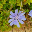 당평초등학교 이미지