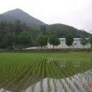 황금직파기 이미지