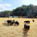 노블라인 도베르만 이미지