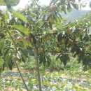 이화숙농장 이미지