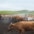 지탄목장 이미지