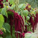 아마란스 이미지