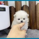 앙쥬펫 강아지분양 은평구점 이미지