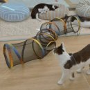 츄냥이 하우스 이미지