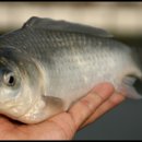 내촌낚시터 이미지