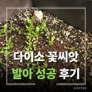 새싹 | 다이소 씨앗 키우기 후기, 꽃씨 심고 새싹 나온 과정 기록