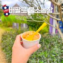 성인농장 | 라오스 버팔로 물소농장 루앙프라방 여행 후기