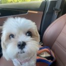 애니멀 살롱 이미지