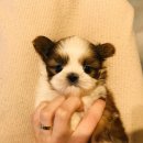 나눔펫 책임분양소 강아지분양 일산점 이미지