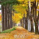 중앙로 느티나무길 이미지