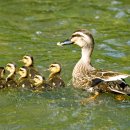 오리나들이 이미지