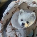 해뜨는 동물병원 이미지