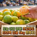 밍밍한 귤은 그만! 오늘 아침 경매 받은 '초고당도 타이벡 감귤' 5kg 찐후기 (ft. 설탕 뿌림?)