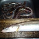 바다장어 이미지