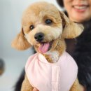 헤이라딘 이미지