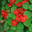 살바토레펜션 이미지