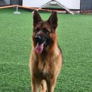 아마존애견사 이미지