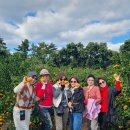 11650-16-15-6 | 제주도 쏠라티 대절 15인승 16인승 요금과 제주 여행 혜택 안내