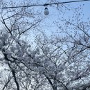 [울산] 울주군 작천정 벚꽃축제 / 봄나들이, 벚꽃 명소