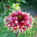 꽃이름을 알려주세요,,,한밭수목원 서원 감각정원 한밭뜰에서 찍은 사진입니다! 이미지