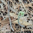 생명의 기쁨 | 봄 고사리 꺾기가주는 사소한 기쁨, 생명의 신비와 경이로움