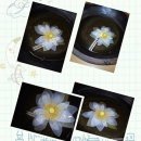 백련농장 이미지