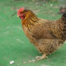 순호농장 이미지