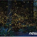 반딧불이 이미지