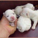 정아애견 이미지