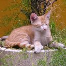 미사숲동물의료센터 이미지