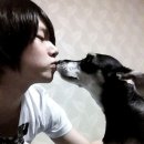 뽀뽀애견 이미지