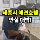 뽀삐애견 | 세종시 애견호텔 11년 추석연휴 만실 후기 , 안전하고 편안한 반려견 원독 펫호텔