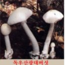 독버섯 자료모음 이미지