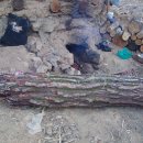 동하나라 이미지