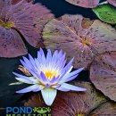 아메시스트 미스트(Amethyst Mist Water Lily) 이미지