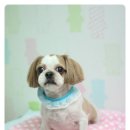 두리그루밍 이미지