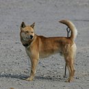 진도개영농조합 이미지