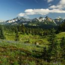 이영춘「들풀」 이미지