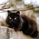 검은고양이 이미지