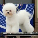 슈나애견미용 이미지