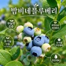 원두막메론