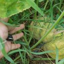 지리산건강원 이미지