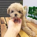 몽글몽글 이미지