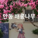 안동여자중학교 | 안동 배롱나무 명소 실시간 개화 및 주차
