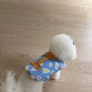 제주애견카페왈 사계점 | 🐶 Doggie 기록｜강아지랑 제주여행 ④ 2일차 코스 (협재칼국수/협재해수욕장/소길별하/정도 흑돼지)