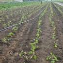 아마골농장 이미지