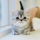 도그플러스동물병원 이미지