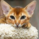 가방위에 고양이 이미지